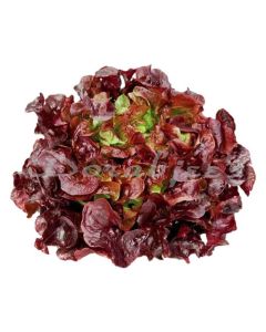 DORABJEES NUTRI FRESH OAK LEAF (RED) HEAD